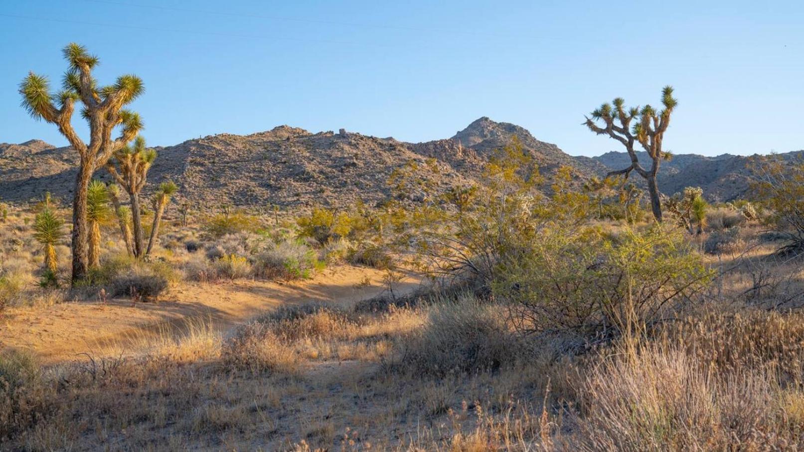 Experience Desert Serenity Gateway To Joshua Tree Exterior photo